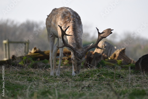 a group of deer in a field