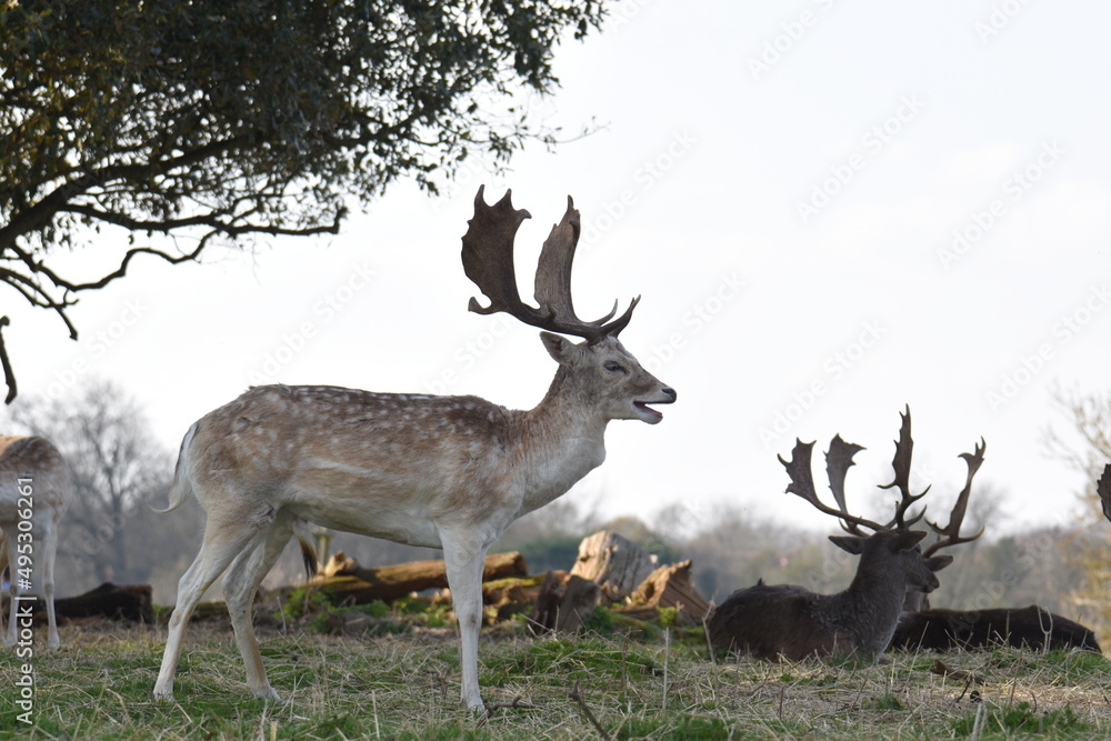 Obraz premium a group of deer in a field