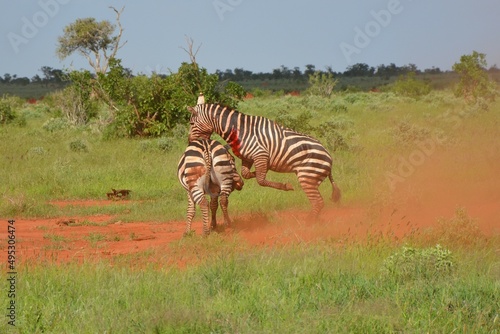 Afryka  Safari  Zebry  Walka. Kenia