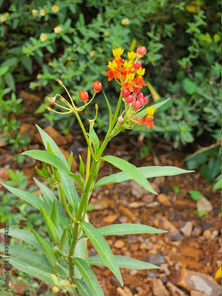 flor laranja, amarela e vermelha flor laranja, amarela e vermelha