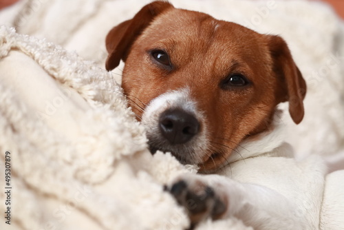 Dog lying lazily on pillows. Jack Russell Terrier (JRT) Pies leżący leniwie na poduszkach. Jack Russell Terrier (JRT)