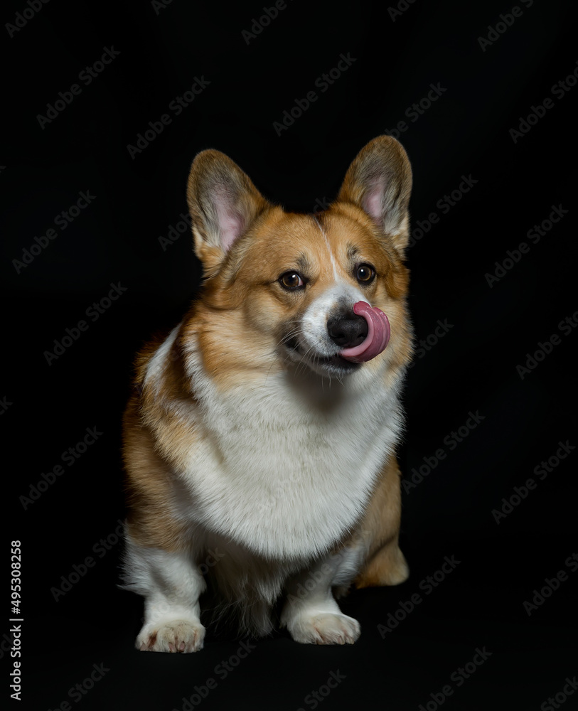 vertical portrait of cute puppy dog corgi pembroke stands on a black isolated background and licks