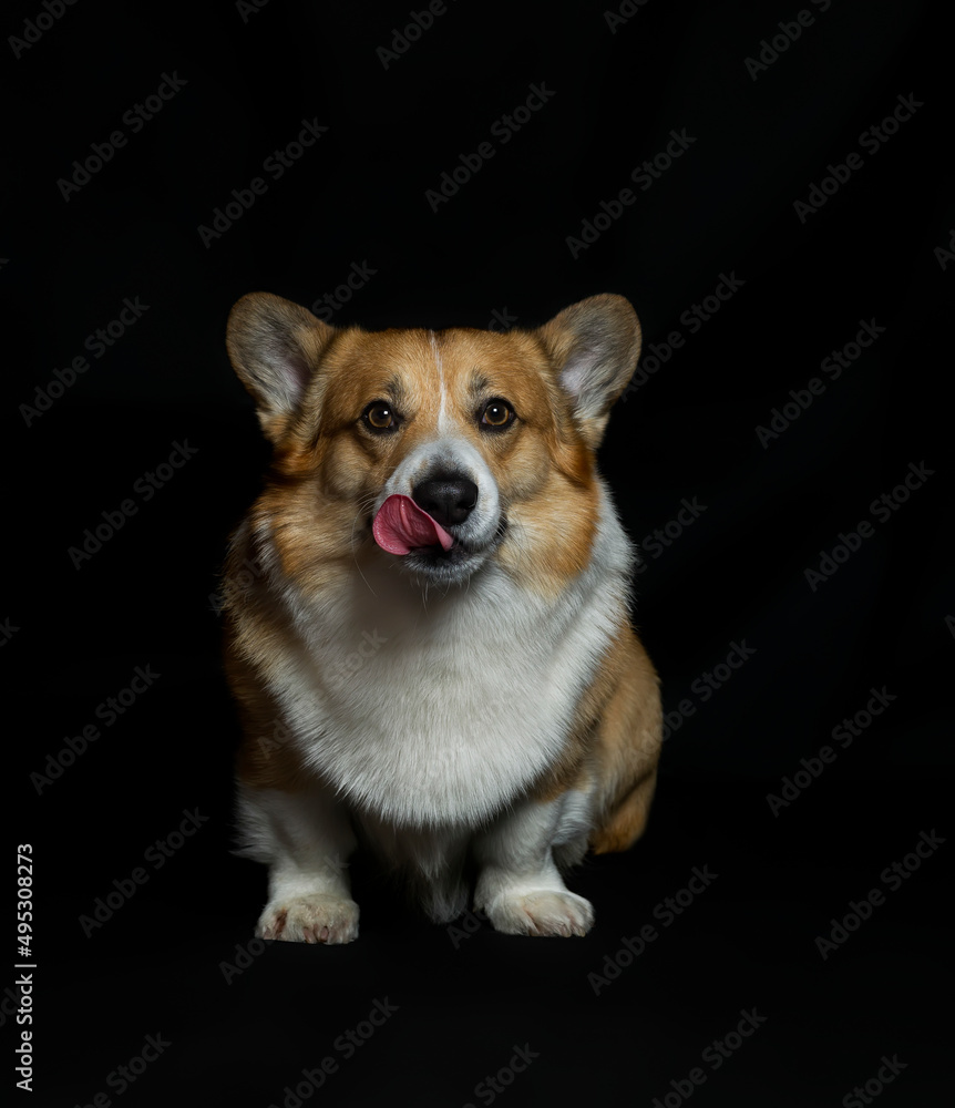 portrait of cute puppy dog corgi pembroke stands on a black isolated background and licks portrait of cute puppy dog corgi pembroke stands on a black isolated background and licks