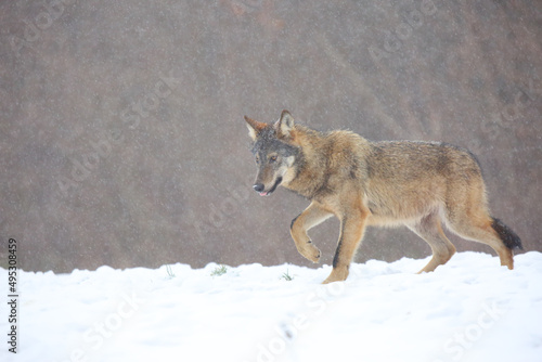 The wild european wolf (Canis lupus lupus) in the snow blizzard.