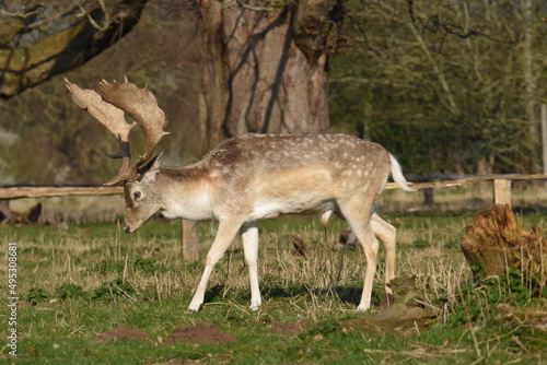 Fototapeta Naklejka Na Ścianę i Meble -  a group of deer in a field