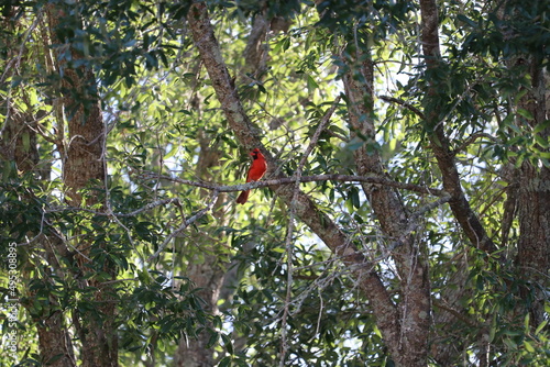 red cardinal on a tree