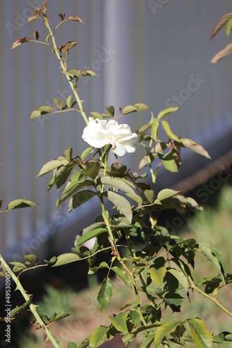 white rose in garden