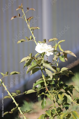 white rose