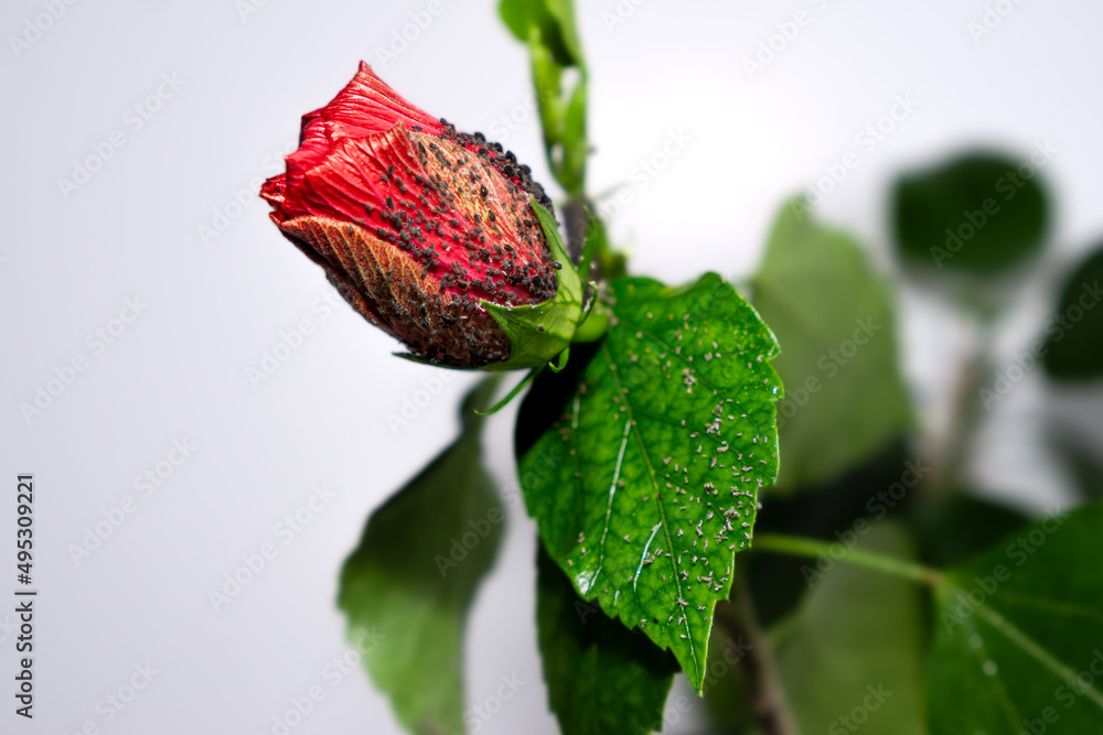 Black aphid invasion on the red hibiscus (Hibiscus rosa-sinensis) bud ...