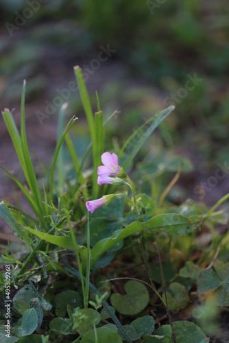 lilac flower in the grass