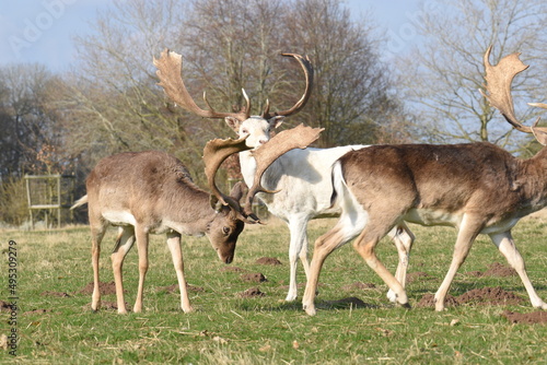 Fototapeta Naklejka Na Ścianę i Meble -  a group of deer in a field