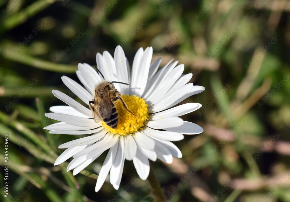 Schwebfliege auf einem Gänseblümchen Schwebfliege auf einem Gänseblümchen