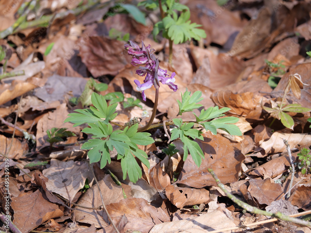 Violett blühender Hohle Lerchensporn (Corydalis cava) in Frühling Violett blühender Hohle Lerchensporn (Corydalis cava) in Frühling