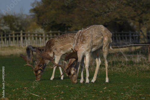 a group of deer in a field