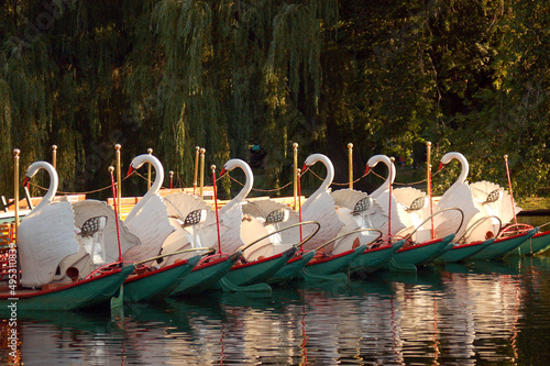 Boston's famed swan boats rest in the late afternoon in the Publik Garden photo