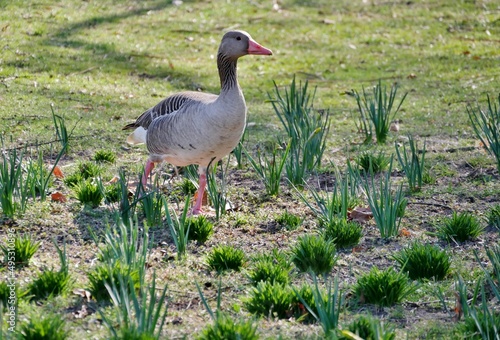 Graugans stolziert durch den Park photo