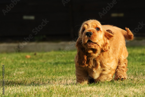 Wallpaper Mural Amazing, newborn and cute red English Cocker Spaniel puppy detail. Small and cute red Cocker Spaniel puppy. Torontodigital.ca