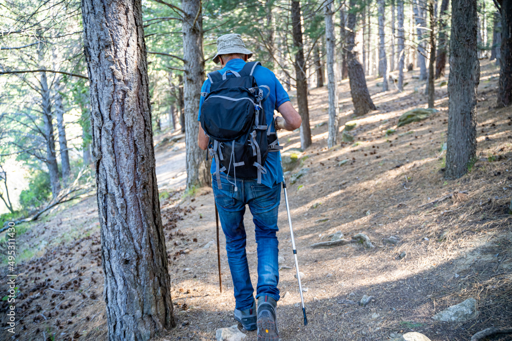 Veteran hiker walking with two poles on a sunny summer day in the middle of the mountain