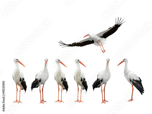 storks isolated on white background