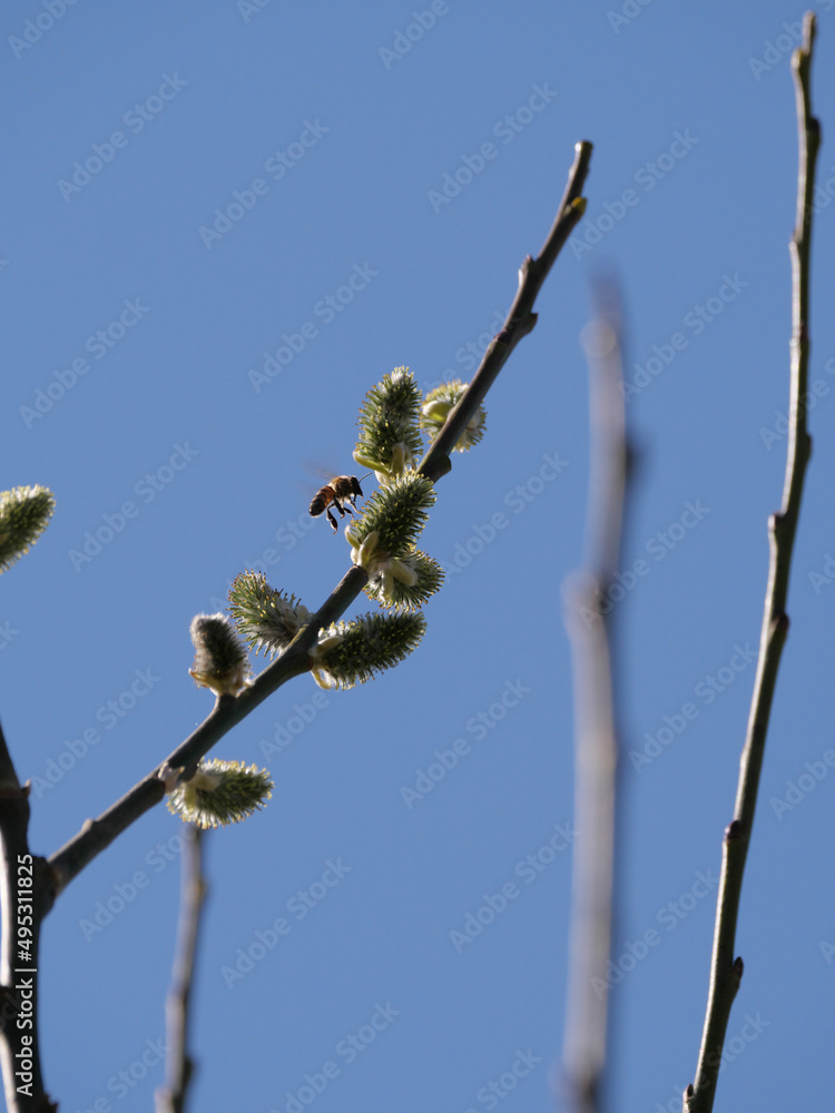 Blühende Weidenkätzchen - Blütenstand (Infloreszenz) der Weide (Salix) Blühende Weidenkätzchen - Blütenstand (Infloreszenz) der Weide (Salix)