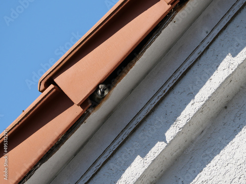 Ein männlicher Haussperling schaut aus einem Spalt unter einem Dachziegel heraus