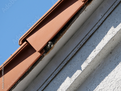 Ein männlicher Haussperling schaut aus einem Spalt unter einem Dachziegel heraus