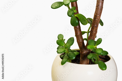 Money tree in a white clay pot with a white backdrop photo