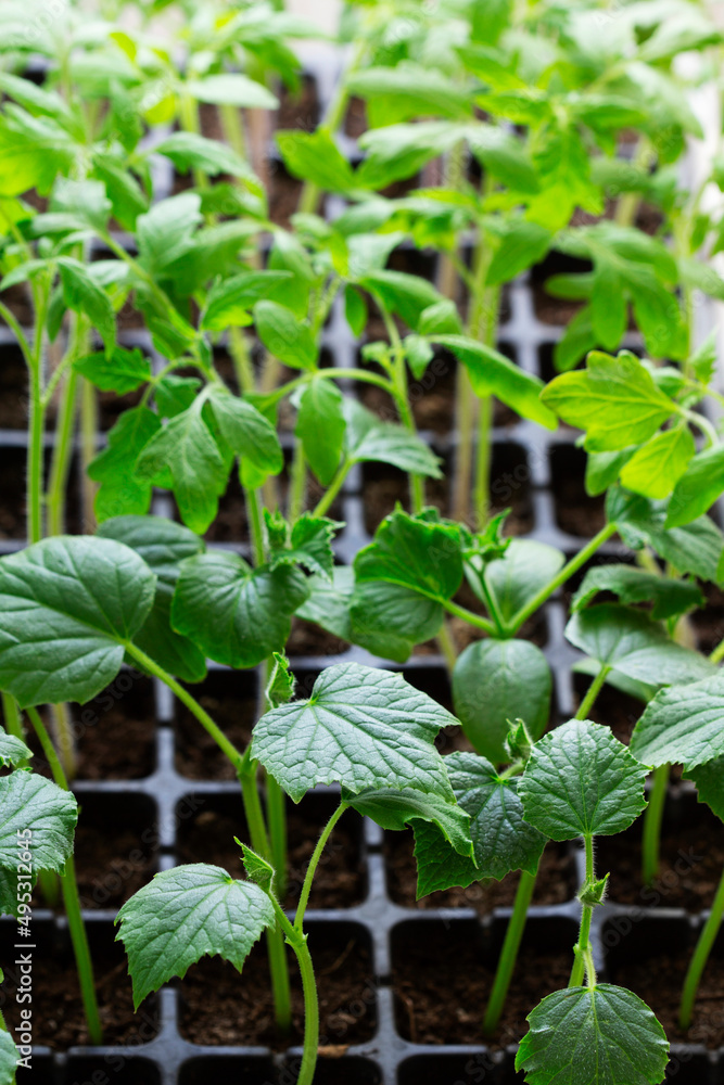 Seedlings of tomatoes and cucumbers grown at home.