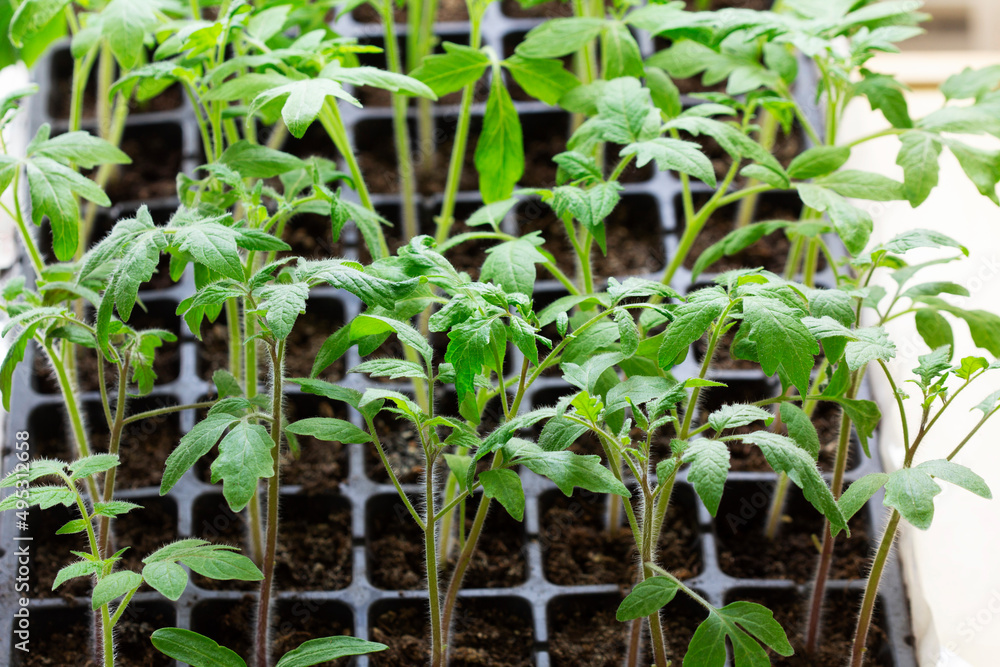 Seedlings of tomatoes and cucumbers grown at home.