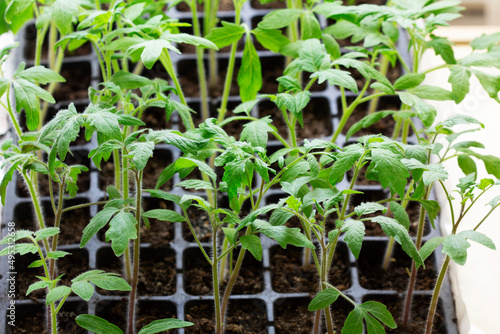 Obraz na płótnie Seedlings of tomatoes and cucumbers grown at home. w salonie
