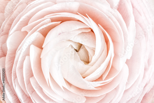 Top macro view of elegant pastel pink ranunculus flower. Natural background with soft focus, closeup nature blooming peony