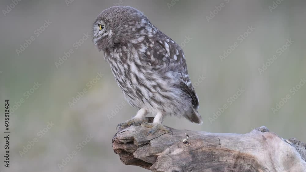 Little owl in natural habitat Athene noctua. Owl sits on a stick and turns its head. Sound of nature. Little owl in natural habitat Athene noctua. Owl sits on a stick and turns its head. Sound of nature.