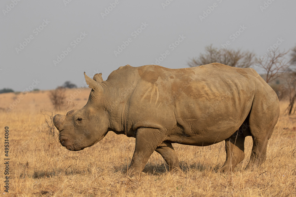 Obraz premium Dehorned White Rhino, South Africa
