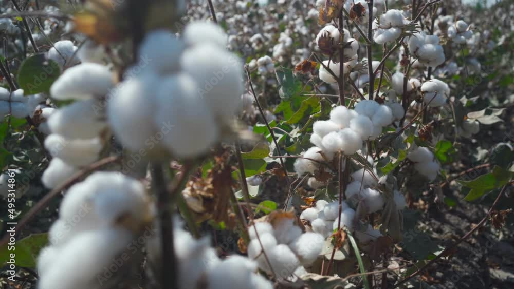 hand opens cotton box, cotton field hand opens cotton box, cotton field