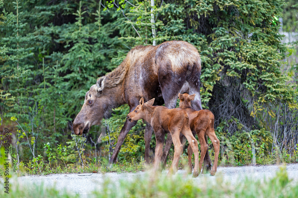 Alaskan mother moose suckles her two babies. Denali Park, Alaska. Early Spring. Alaskan mother moose suckles her two babies. Denali Park, Alaska. Early Spring.