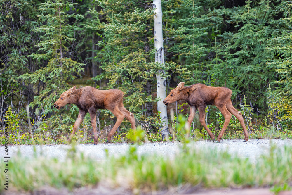 Baby moose siblings exploring Denali Park, in Alaska, early Spring. Baby moose siblings exploring Denali Park, in Alaska, early Spring.