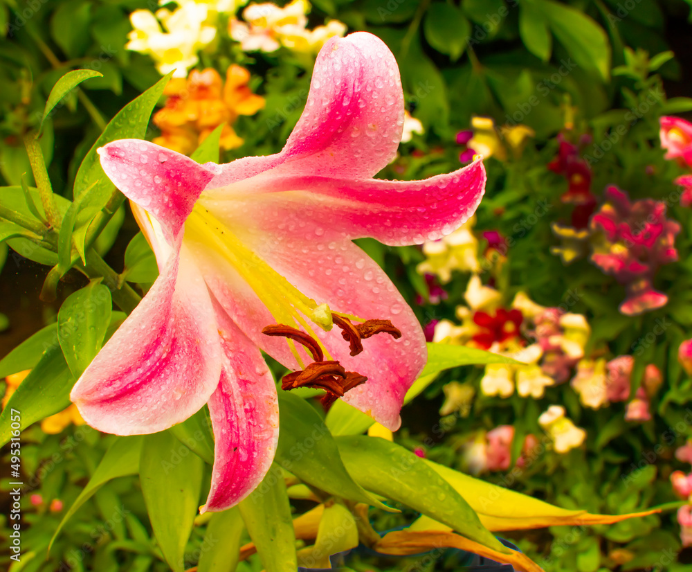 Blooming red lily with raindrops Blooming red lily with raindrops
