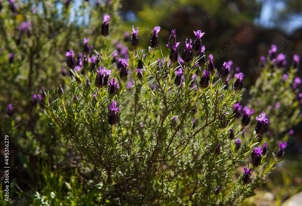 Obraz premium Spanish lavender (Lavandula stoechas) springtime purple flowers