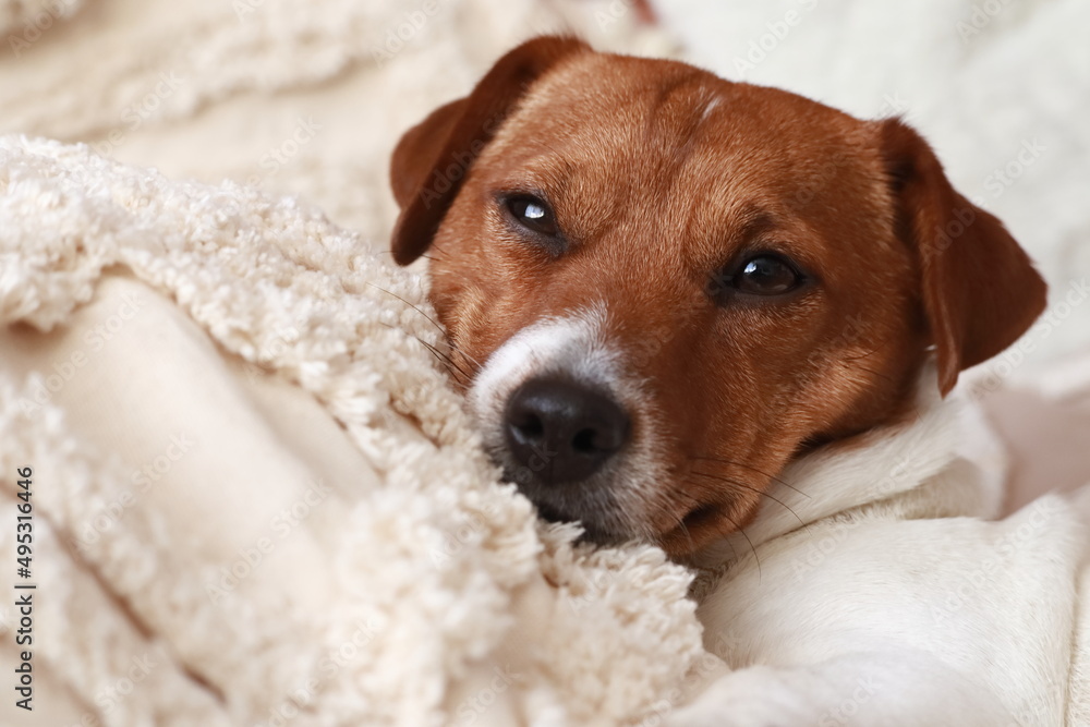 Dog lying lazily on pillows. Jack Russell Terrier (JRT)
Pies leżący leniwie na poduszkach. Jack Russell Terrier (JRT) - obrazy, fototapety, plakaty 