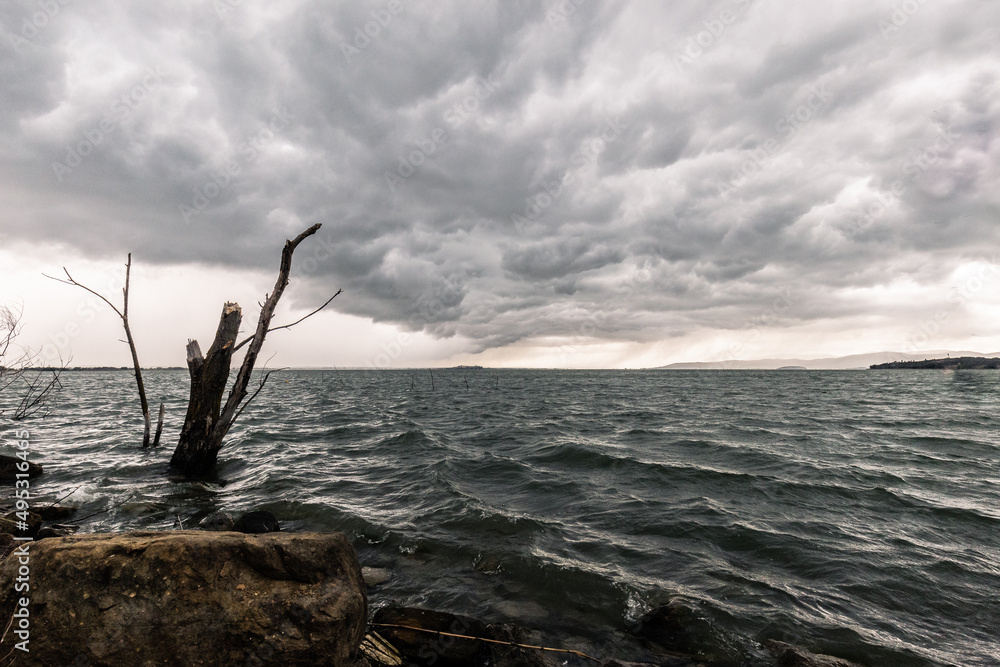 Broken trunks on a lake, beneath a dramatic, moody sky with an incoming storm Broken trunks on a lake, beneath a dramatic, moody sky with an incoming storm