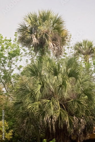 palm tree  © charlie