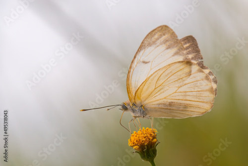 borboleta-brancão (Ascia monuste)