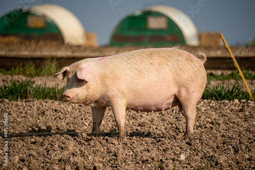 free range landrace pig at large on a sunny day