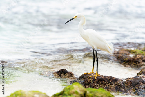 A beautiful white heron bird stands on the rocks on the Caribbean coast of the Dominican Republic.