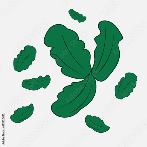 Green salad leafs