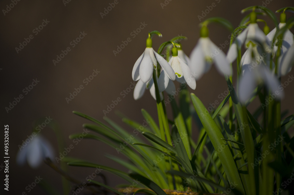 Blooming spring snowdrops in the forest in golden hour Blooming spring snowdrops in the forest in golden hour