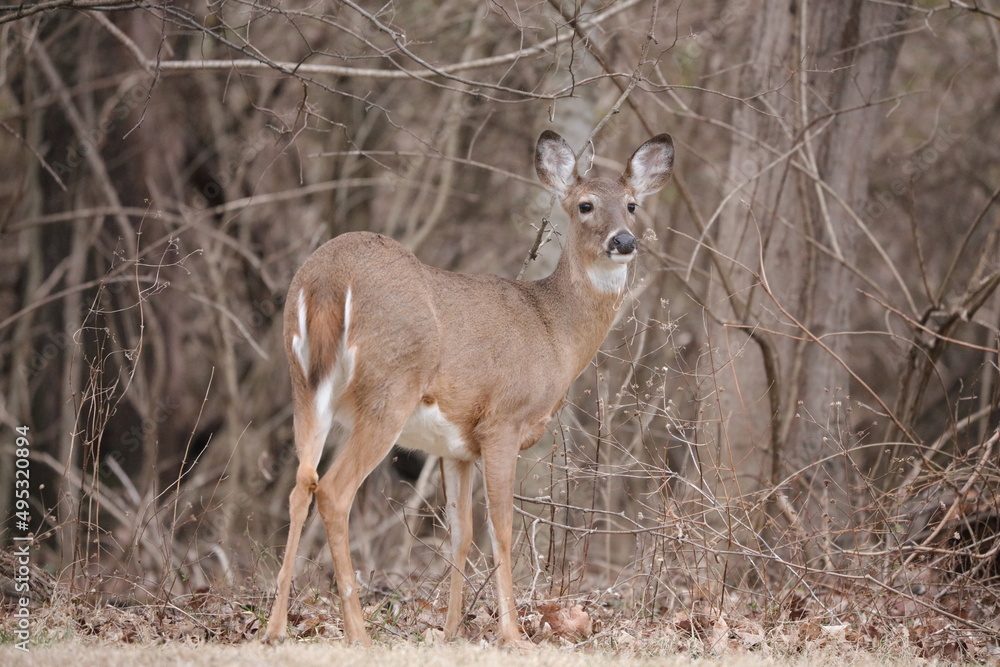 deer in the woods deer in the woods