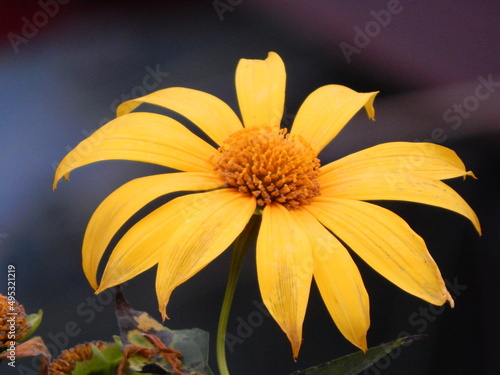 Sunflower close-up