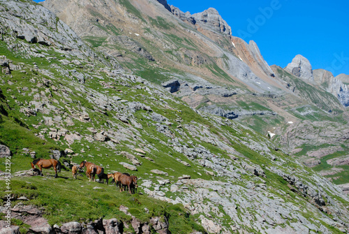 Horses grazing in the mountain