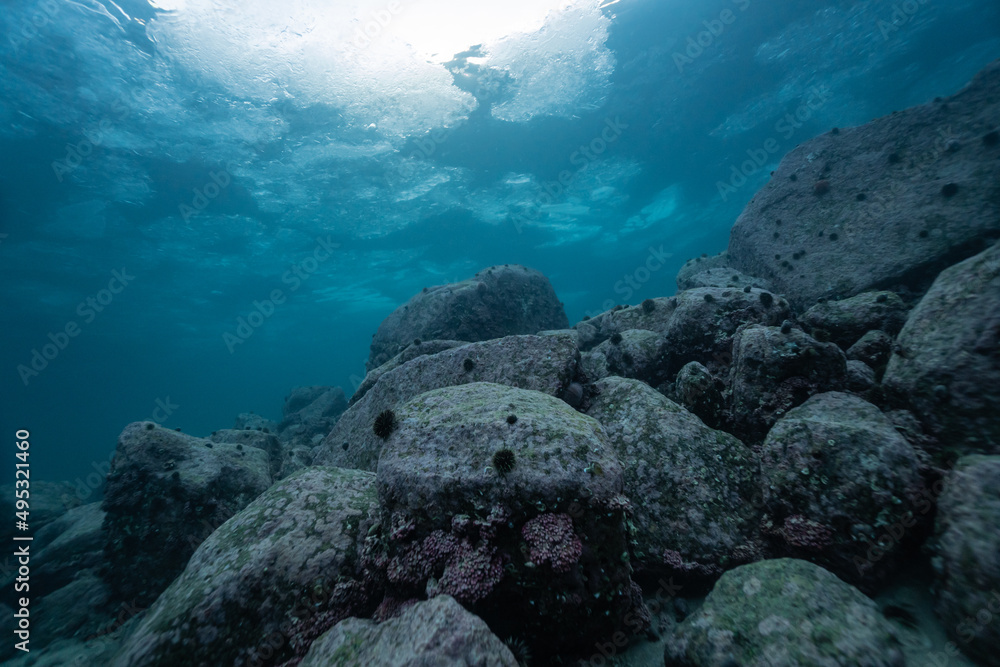 Fototapeta premium A rocky reef by the norwegian shoreline, underwater shot with surface in background